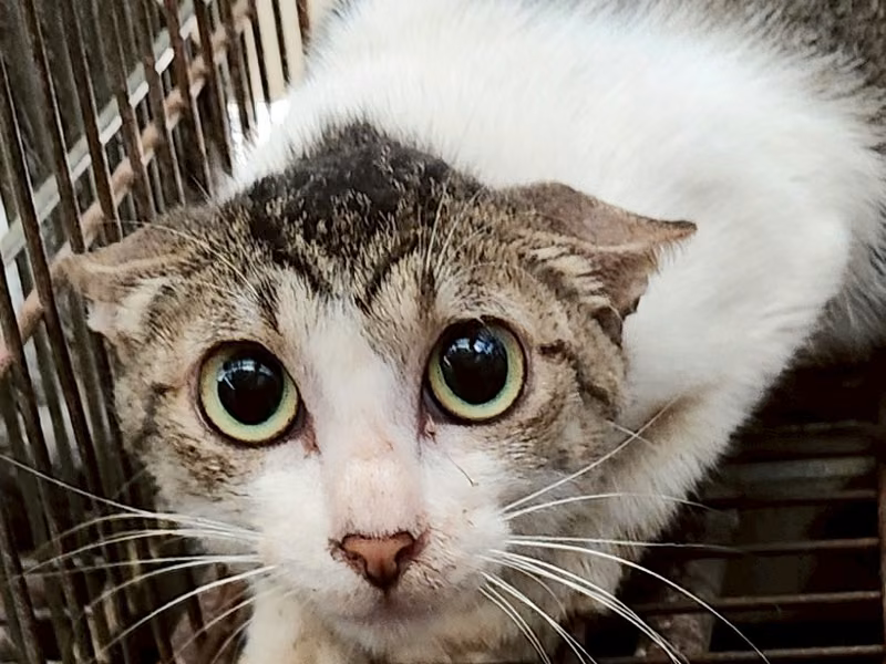 Adult female mixed-breed cat, Medium, shelter no. …9005
