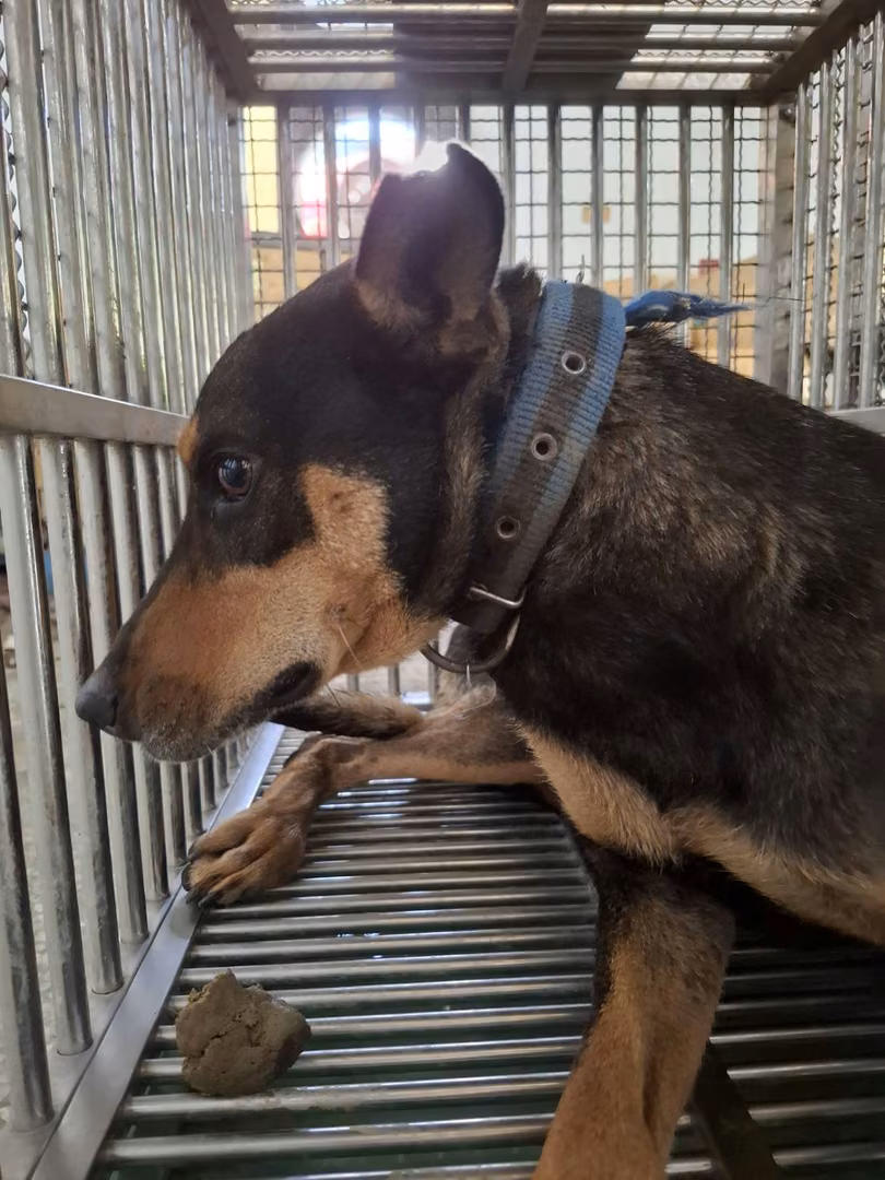 Black-and-tan adult male mixed-breed dog, Medium, shelter no. …3-08