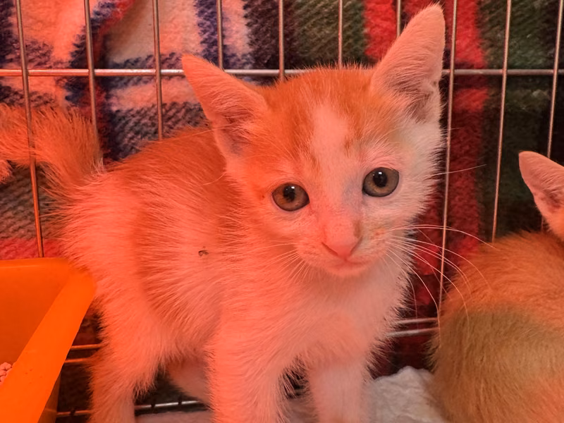 Orange-and-white young male mixed-breed cat, Small, shelter no. …8002