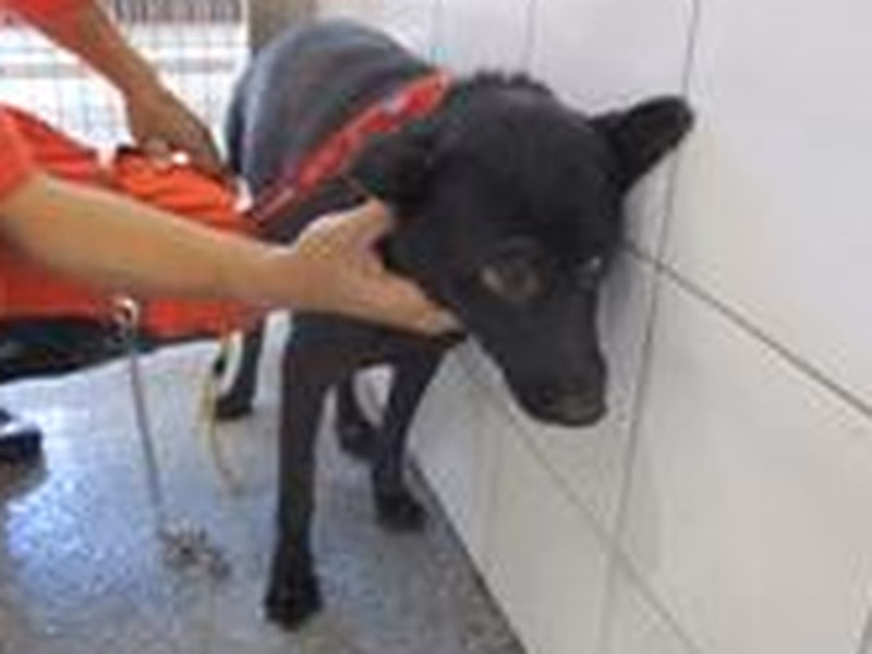 Black adult female mixed-breed dog, Medium, shelter no. …0004