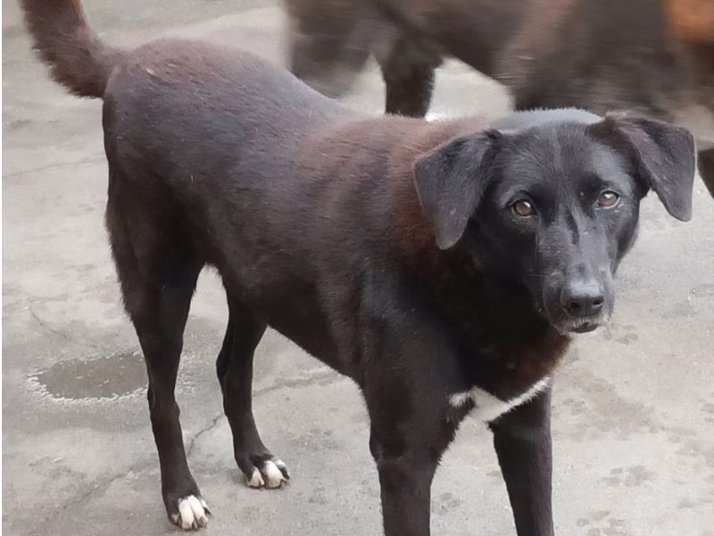 Black adult female mixed-breed dog, Large, shelter no. …045D