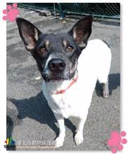 Black-and-white adult male mixed-breed dog, Medium, shelter no. …1104