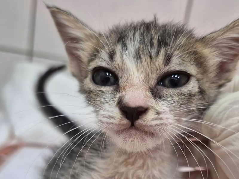 Tabby-and-white young female mixed-breed cat, Small, shelter no. …4004