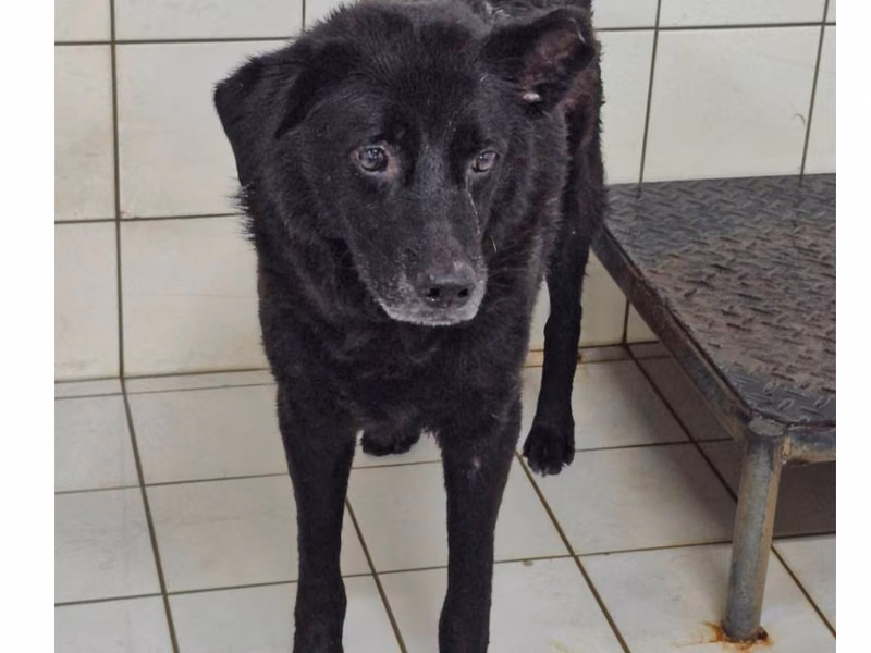 Black adult male mixed-breed dog, Small, shelter no. …2905