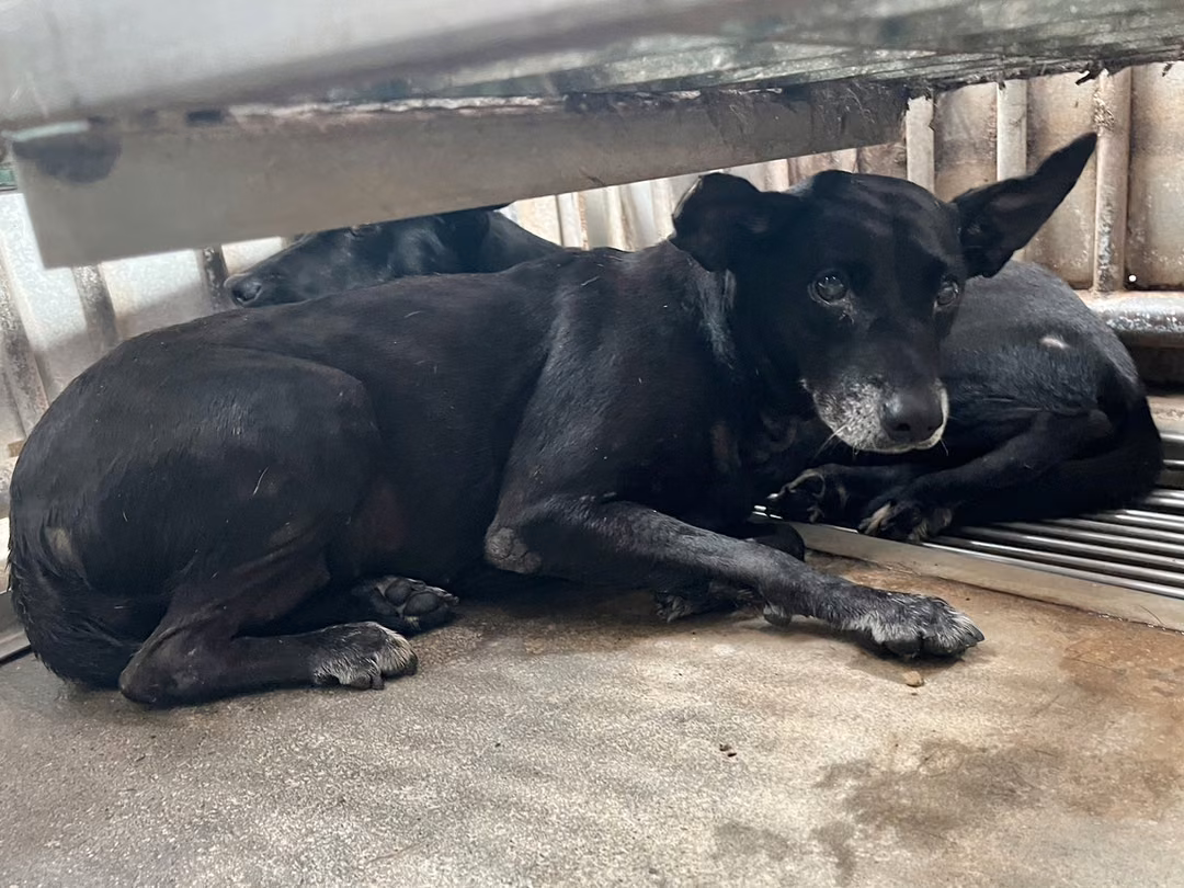Black adult female mixed-breed dog, Medium, shelter no. …8002