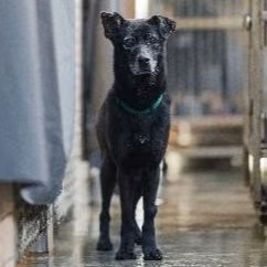 Black adult female mixed-breed dog, Medium, shelter no. …6002