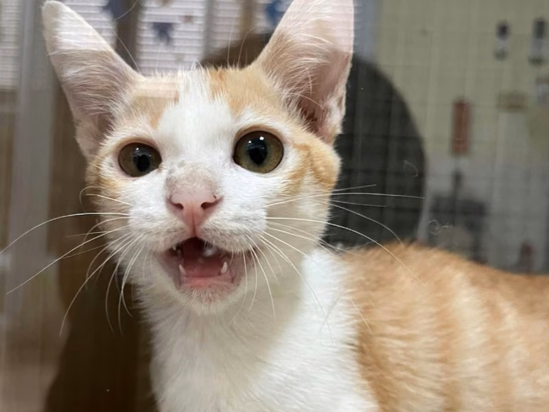 Young female mixed-breed cat, Small, shelter no. …7-05