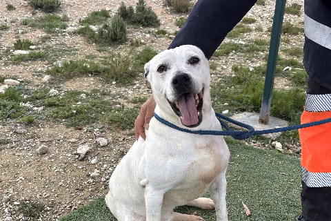 Lina, Senior · Female · Medium · Mixed breed