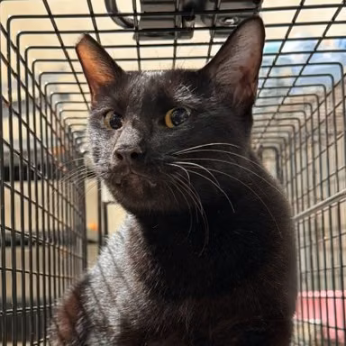 Black adult mixed-breed cat, Large, shelter no. …4004