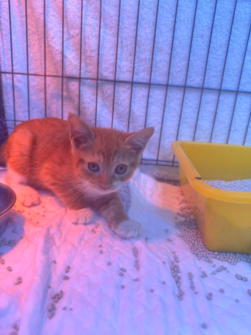 Orange tabby young female mixed-breed cat, Small, shelter no. …7006