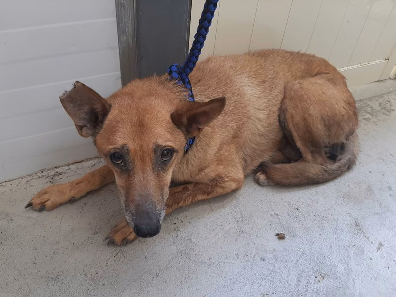 Tan adult male mixed-breed dog, Medium, shelter no. …0703