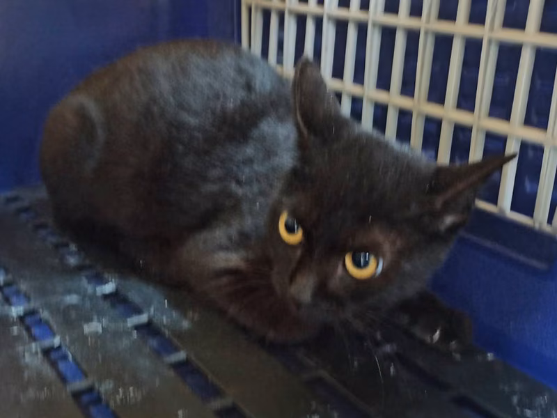 Black adult female mixed-breed cat, Small, shelter no. …4C01