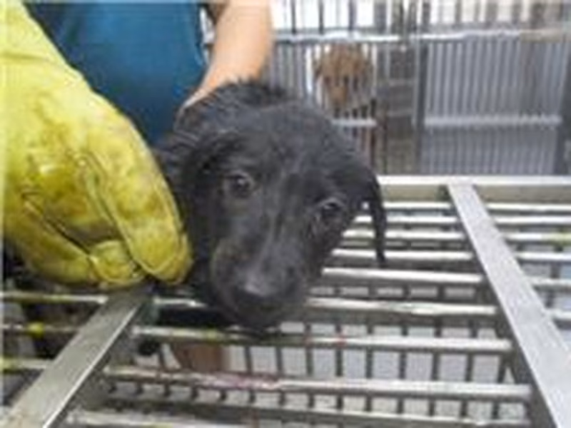 Black male mixed-breed dog, Small, shelter no. …4010