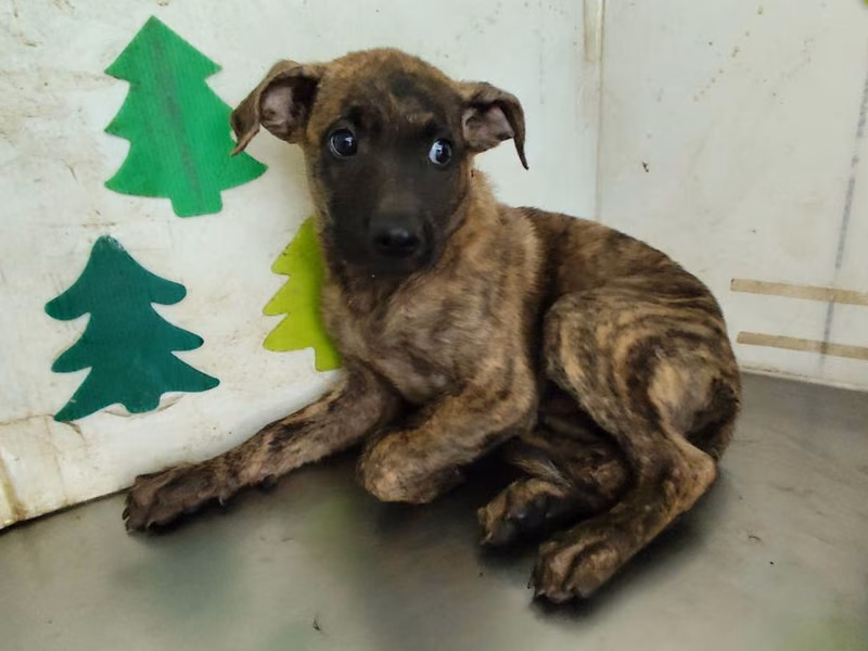 Tabby adult male mixed-breed dog, Large, shelter no. …2902