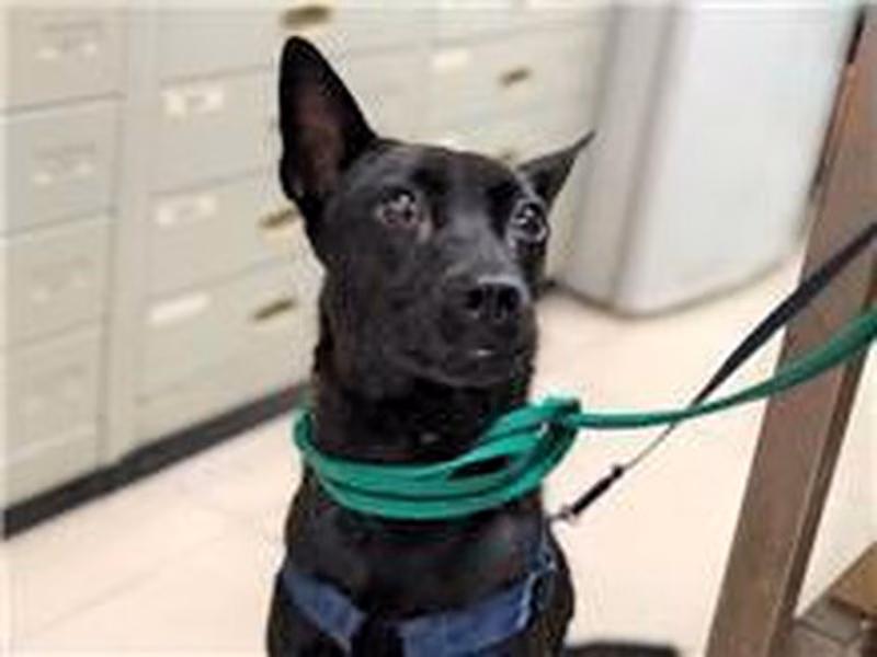 Black adult male mixed-breed dog, Medium, shelter no. …2201