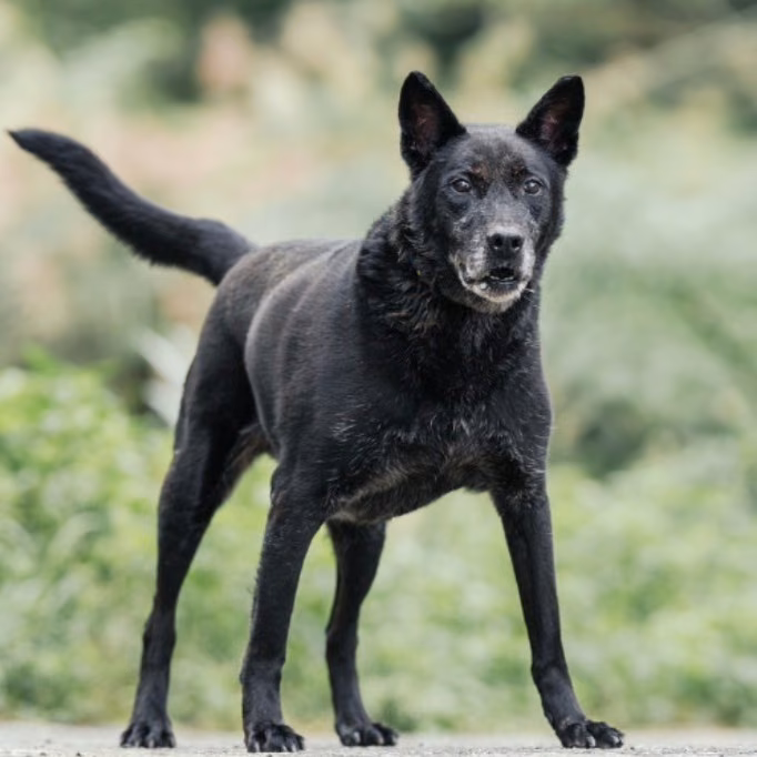 Black adult male mixed-breed dog, Large, shelter no. …6003