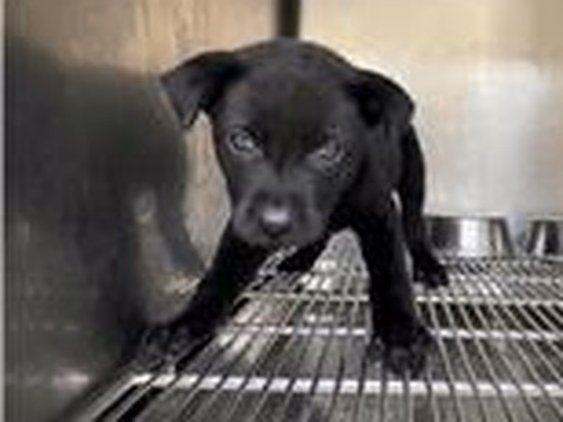 Black young male mixed-breed dog, Small, shelter no. …5002