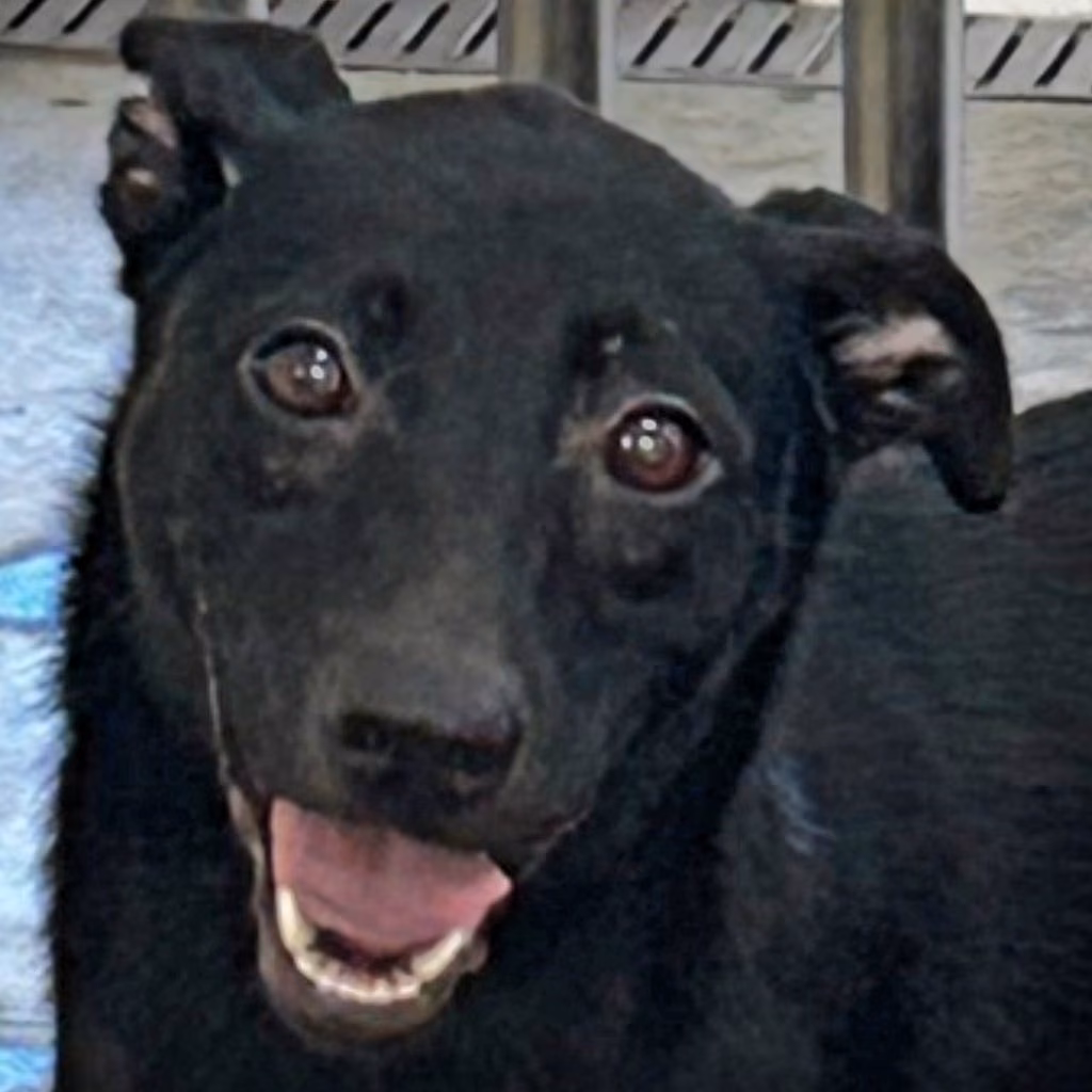 Black adult female mixed-breed dog, Large, shelter no. …5014