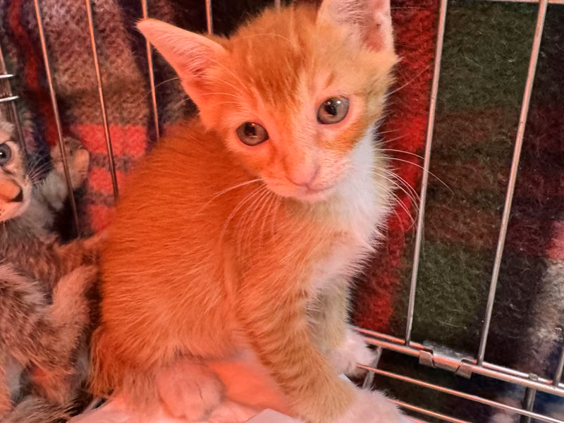 Orange tabby young male mixed-breed cat, Small, shelter no. …8005