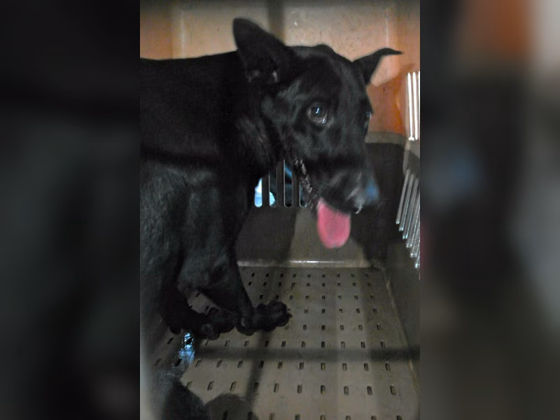 Black adult female mixed-breed dog, Large, shelter no. …0897