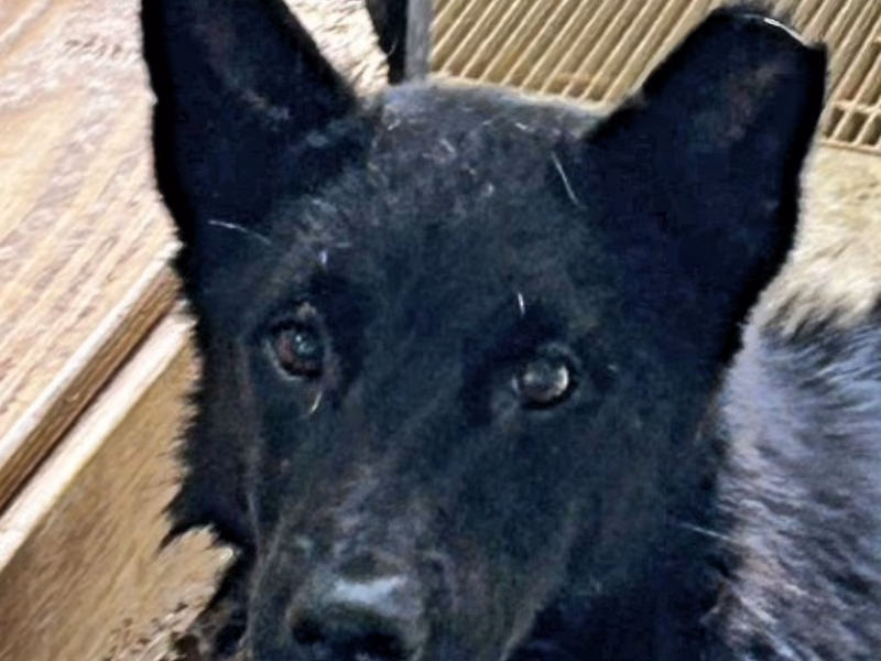Black adult male mixed-breed dog, Medium, shelter no. …7059