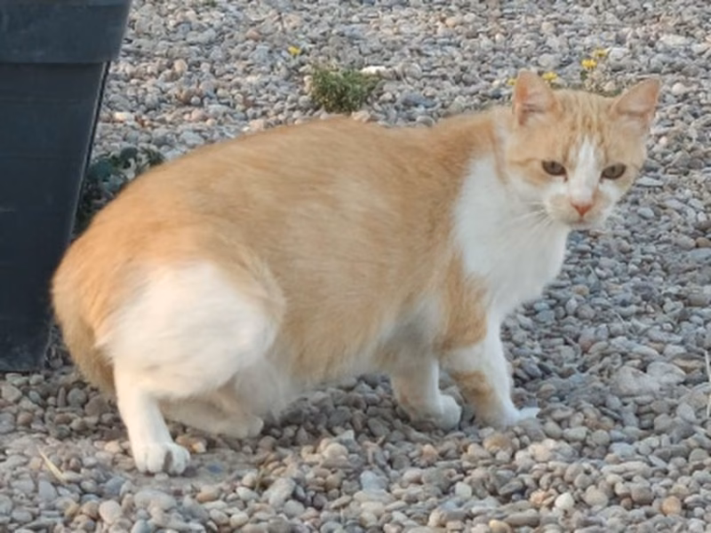 Caballero, Adult · Male · European Shorthair