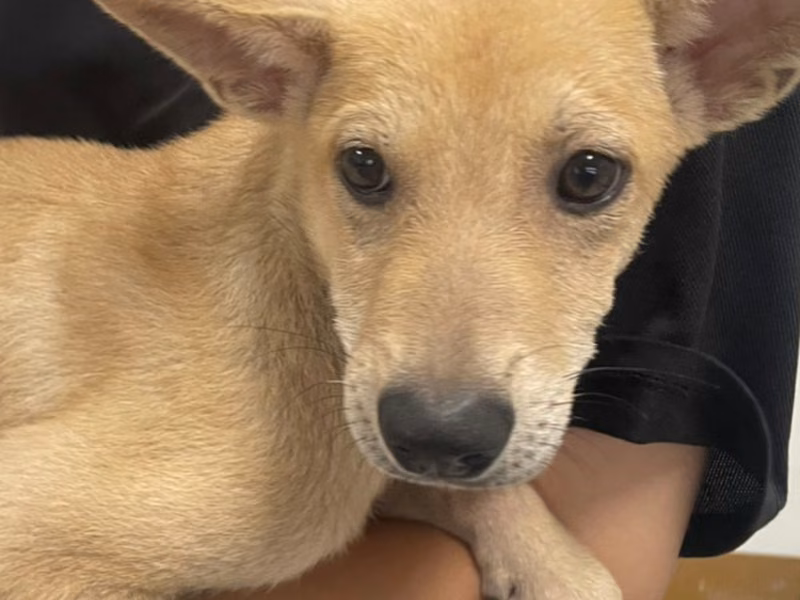 Tan adult male mixed-breed dog, Large, shelter no. …8017
