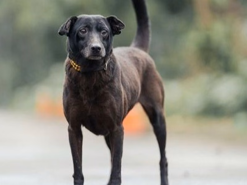 Black adult female mixed-breed dog, Medium, shelter no. …2003