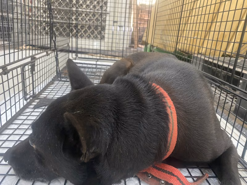 Black-and-gray adult male mixed-breed dog, Medium, shelter no. …6D02