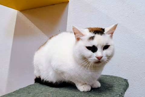 Madame Vastra, Adult · Female · European Shorthair