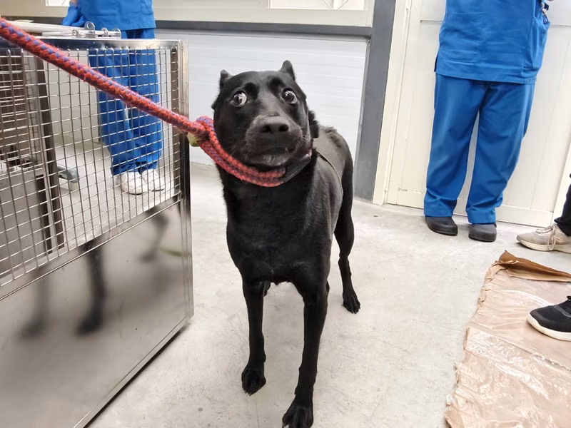 Black adult female mixed-breed dog, Medium, shelter no. …2801