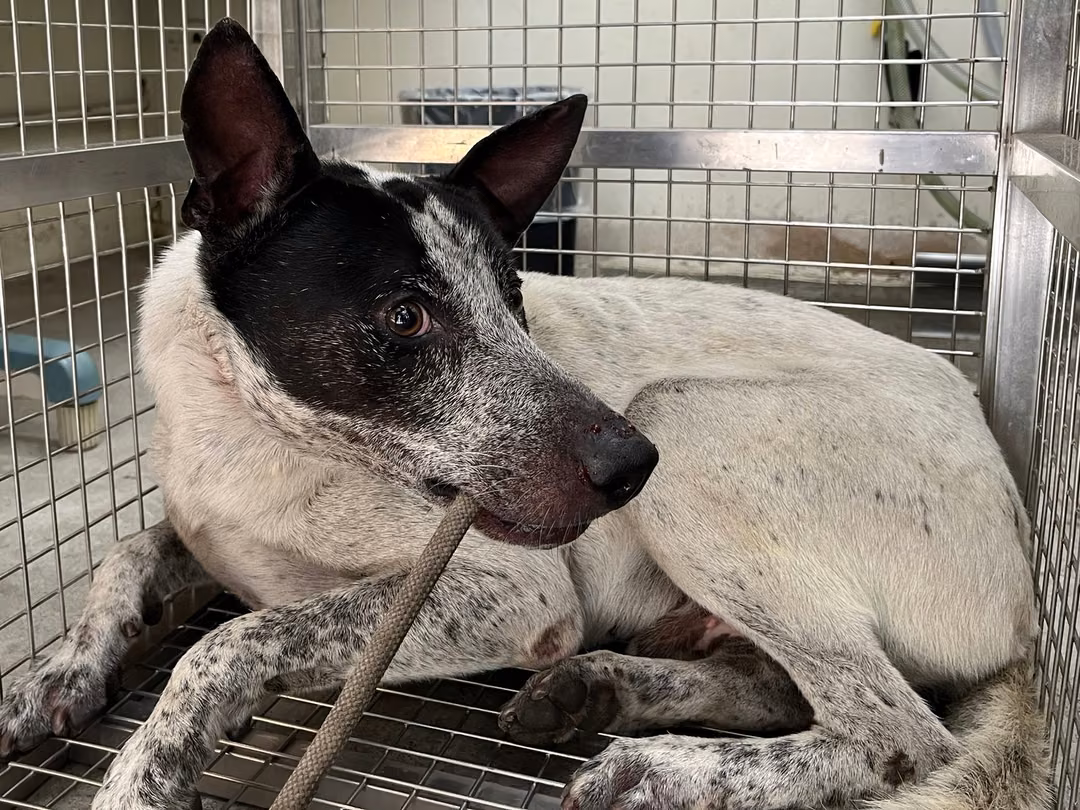Black-and-white adult male mixed-breed dog, Medium, shelter no. …3101
