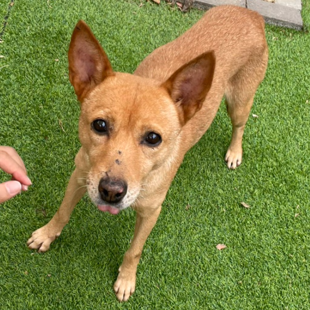 Tan adult female mixed-breed dog, Medium, shelter no. …5002