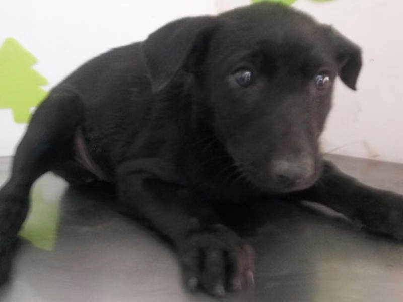 Black adult female mixed-breed dog, Large, shelter no. …2702