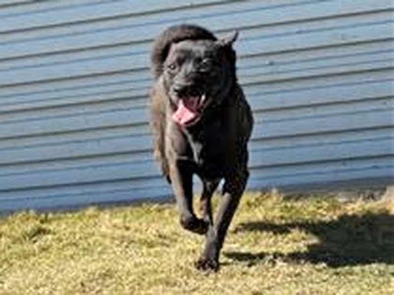 Black adult female mixed-breed dog, Medium, shelter no. …1001