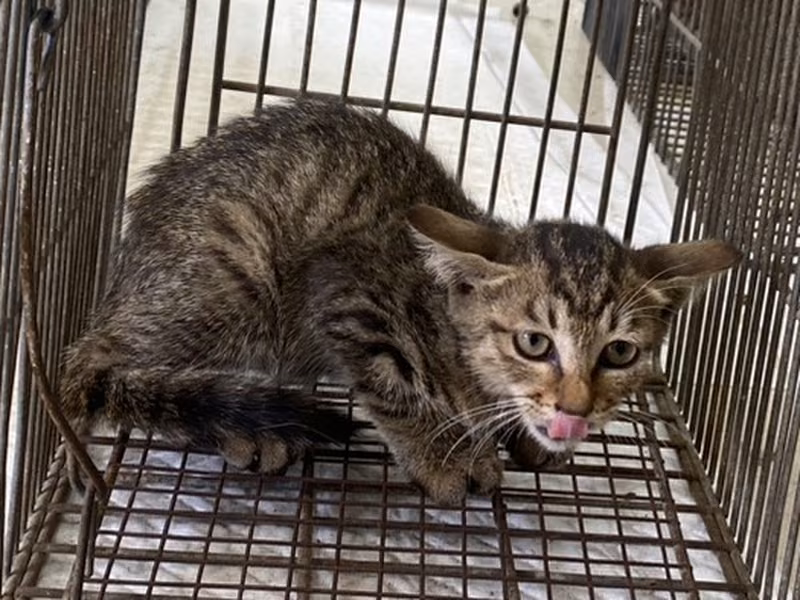 Young female mixed-breed cat, Small, shelter no. …1C01