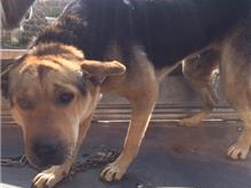 Brown-and-black adult male mixed-breed dog, Large, shelter no. …6-07
