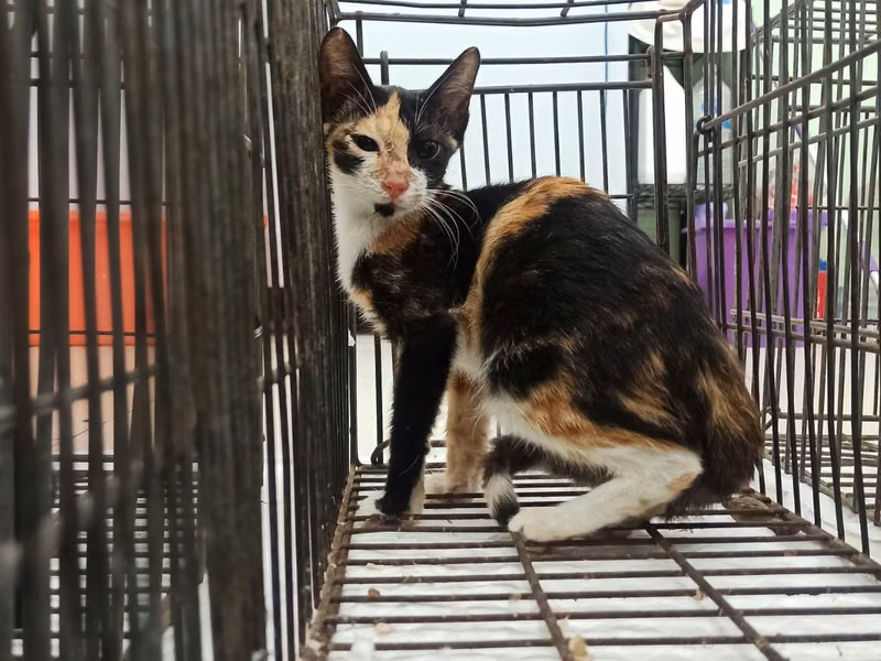 Calico young female mixed-breed cat, Small, shelter no. …4C01