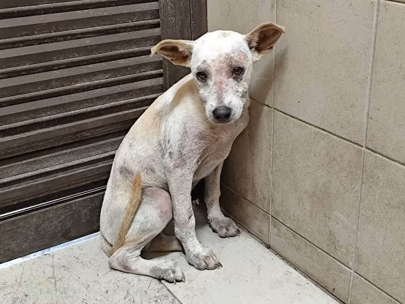 Tan young male mixed-breed dog, Large, shelter no. …1604