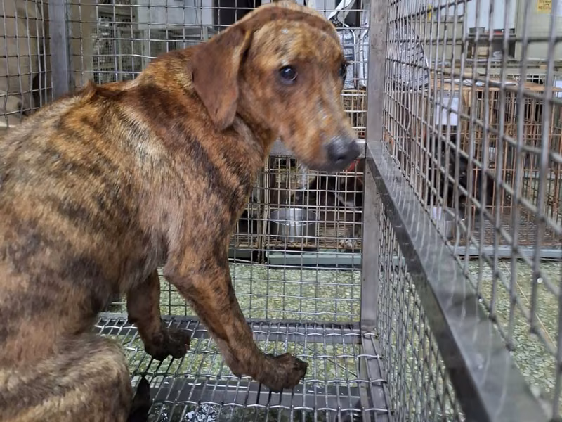 Tabby adult male mixed-breed dog, Large, shelter no. …6-10