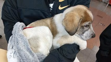 White-and-brown young male mixed-breed dog, shelter no. …4264
