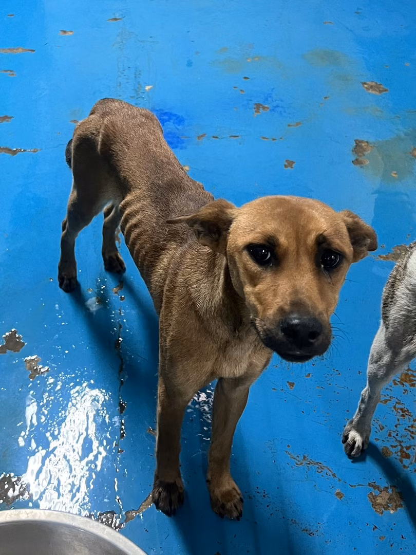 Brown adult female mixed-breed dog, Large, shelter no. …9008
