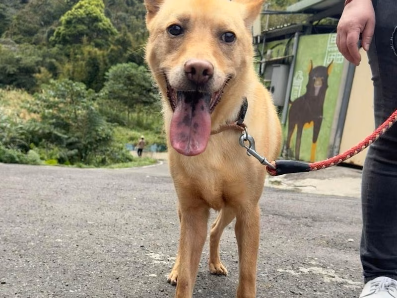 Tan-and-white adult male mixed-breed dog, Medium, shelter no. …4002