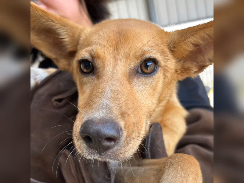 ミックス犬(メス・若い・茶と白)、中型, 施設番号 …3008