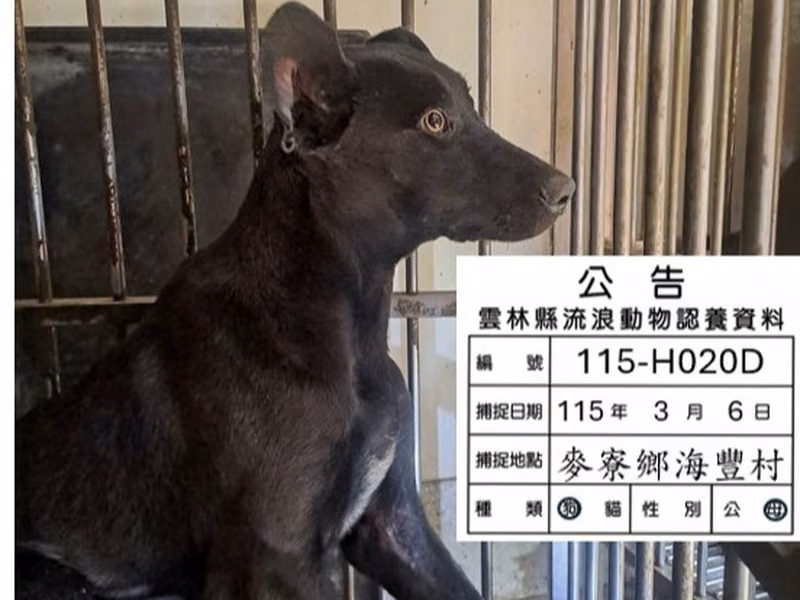 Black adult female mixed-breed dog, Large, shelter no. …020D