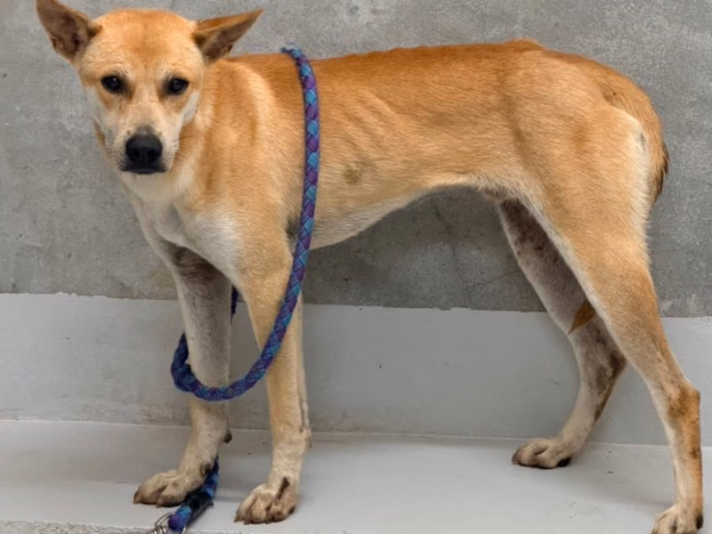 Tan adult male mixed-breed dog, Large, shelter no. …9001