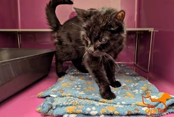 Black senior female European Shorthair, shelter no. …4064