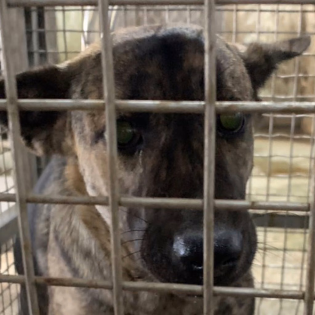 Tabby adult female mixed-breed dog, Medium, shelter no. …4-03
