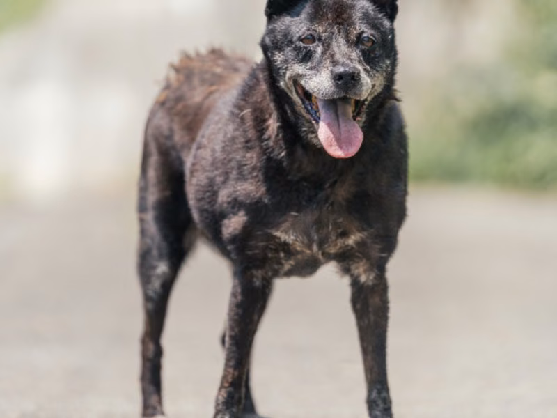 Black adult male mixed-breed dog, Medium, shelter no. …2702
