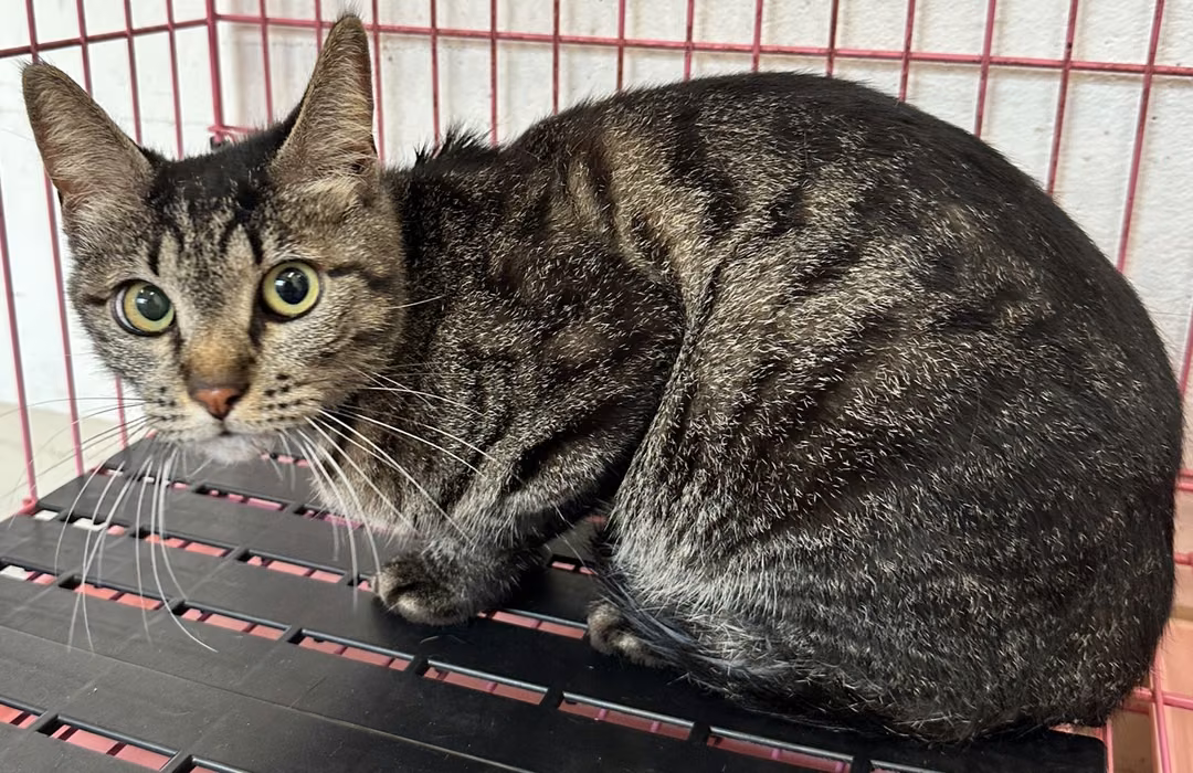 Tabby adult female mixed-breed cat, Small, shelter no. …1001